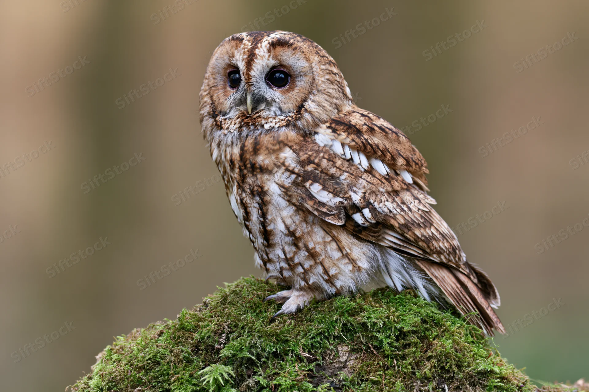 Tawny owl perched upright on a moss-covered rock facing slightly to the side in a natural woodland setting