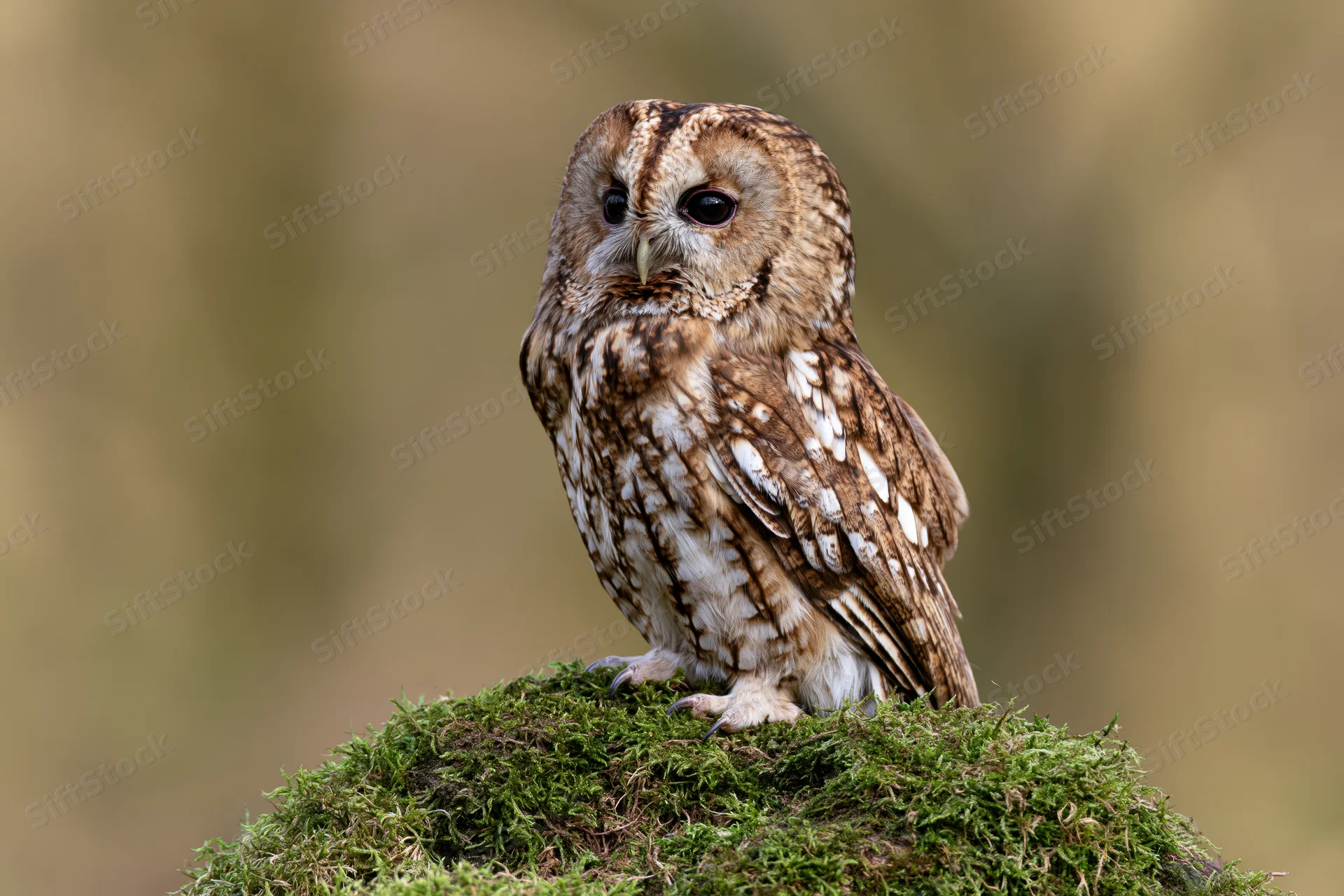 Tawny owl perched upright on a moss-covered rock facing forward