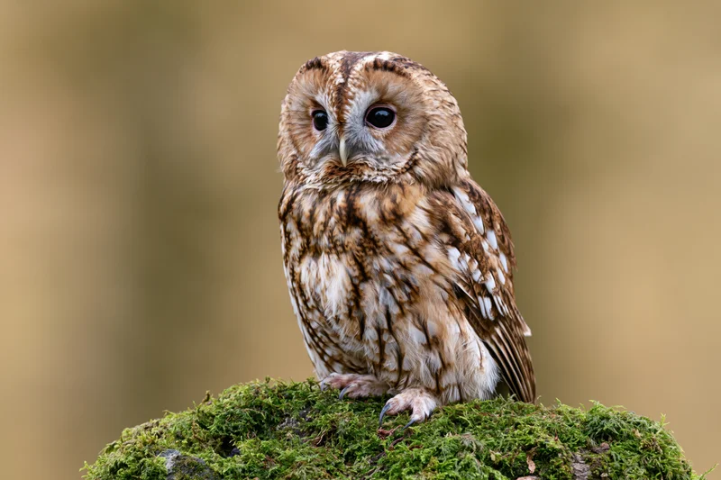 Tawny owl perched upright on a moss-covered rock facing forward in a forest setting