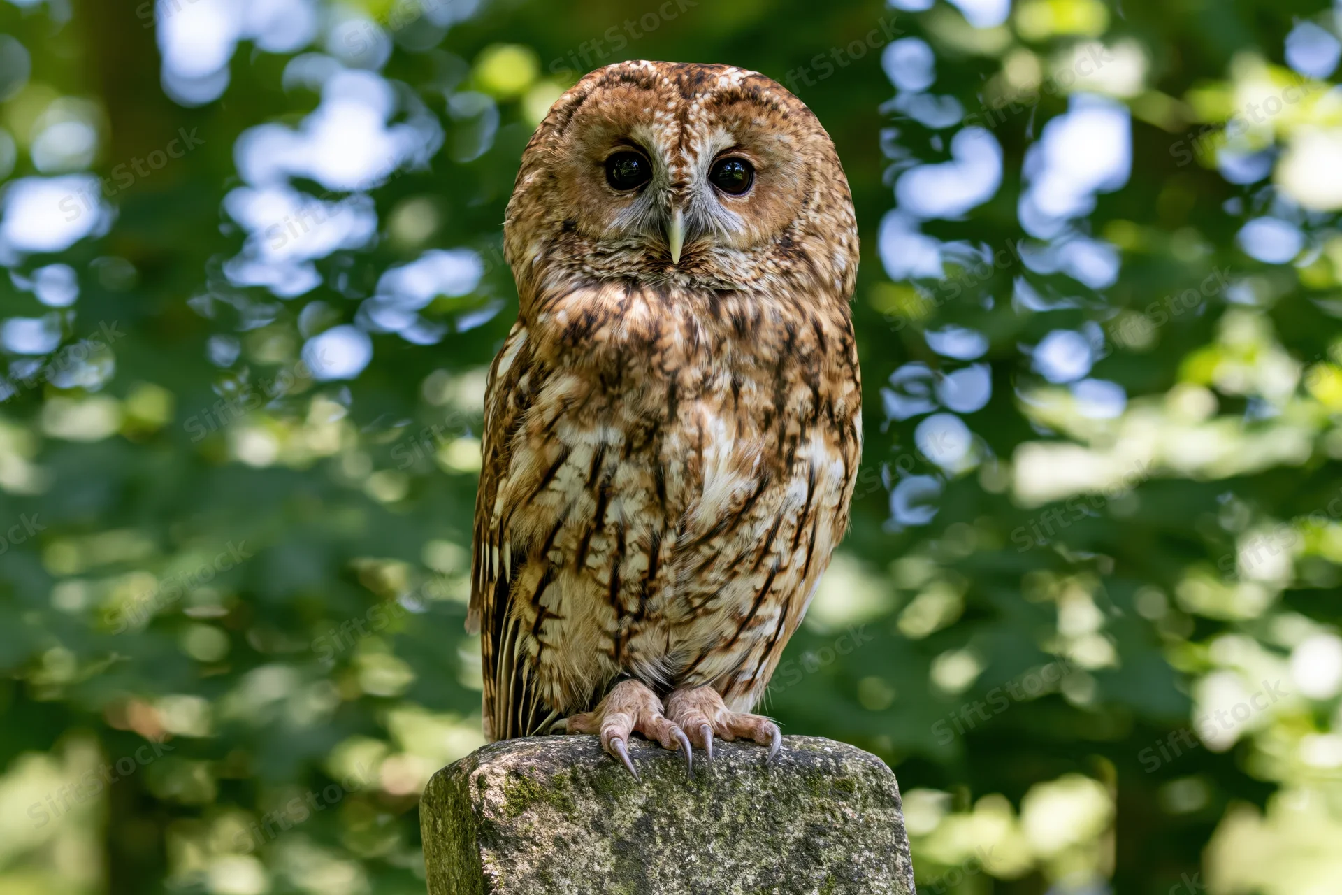 Tawny owl perched upright on a weathered stone post in a sunlit forest
