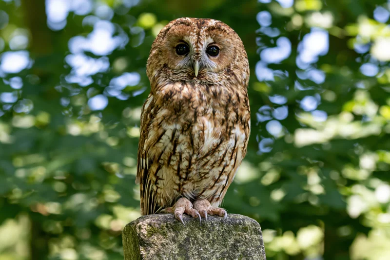 Tawny owl perched upright on a weathered stone post in a sunlit forest