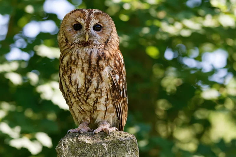 Tawny owl perched upright on a weathered stone post in a sunlit forest setting