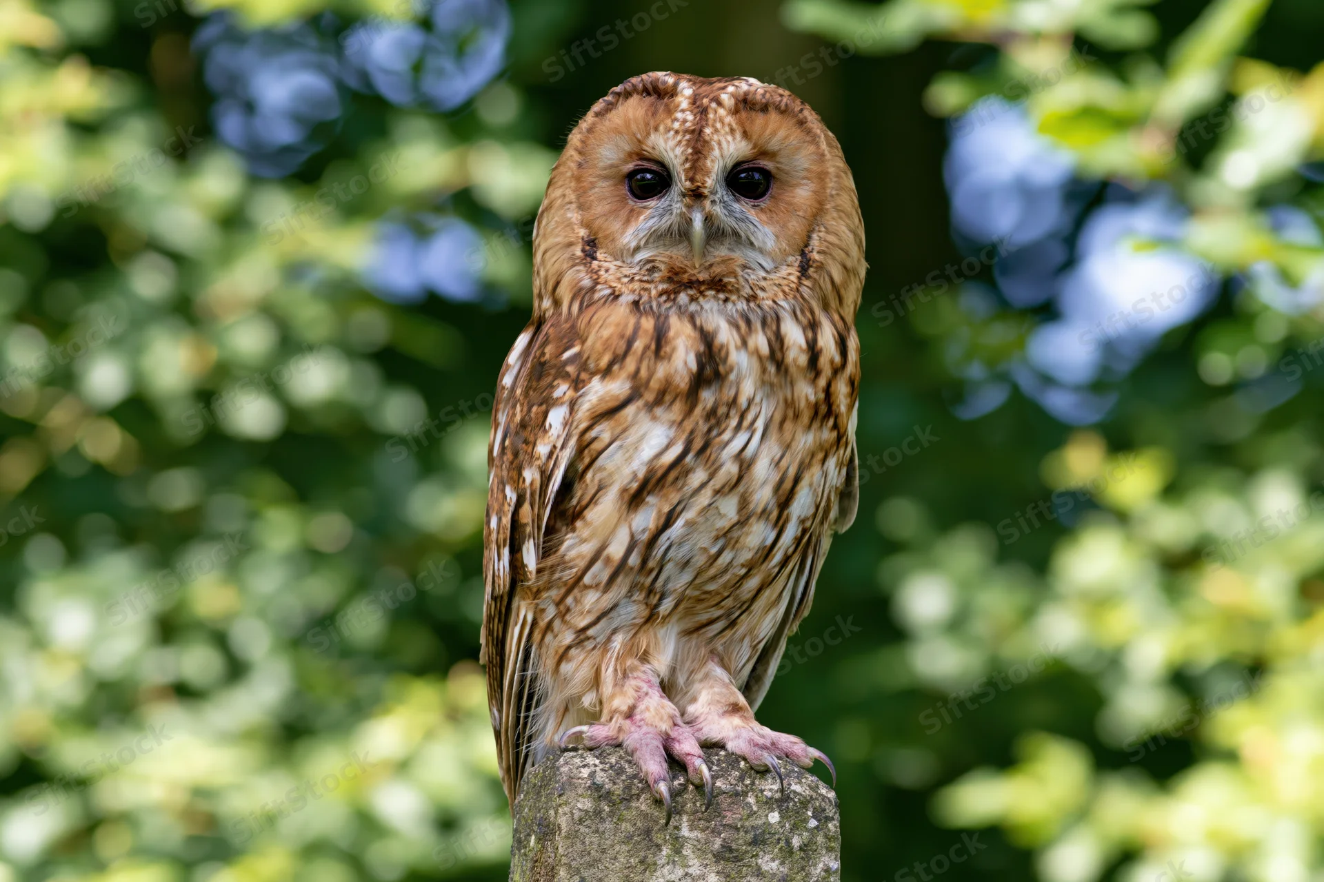 Tawny owl perched upright on a weathered stone post staring forward in a green leafy setting