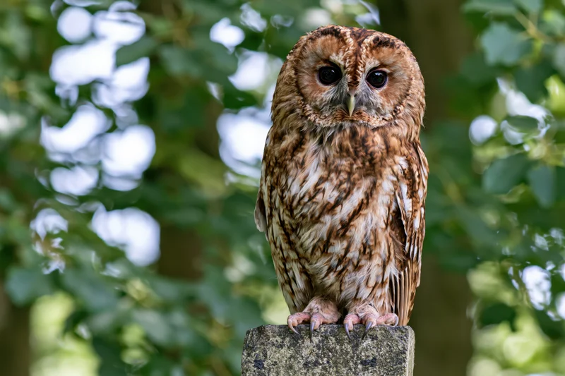 Tawny owl perched upright on a weathered stone post staring alertly in a leafy woodland setting