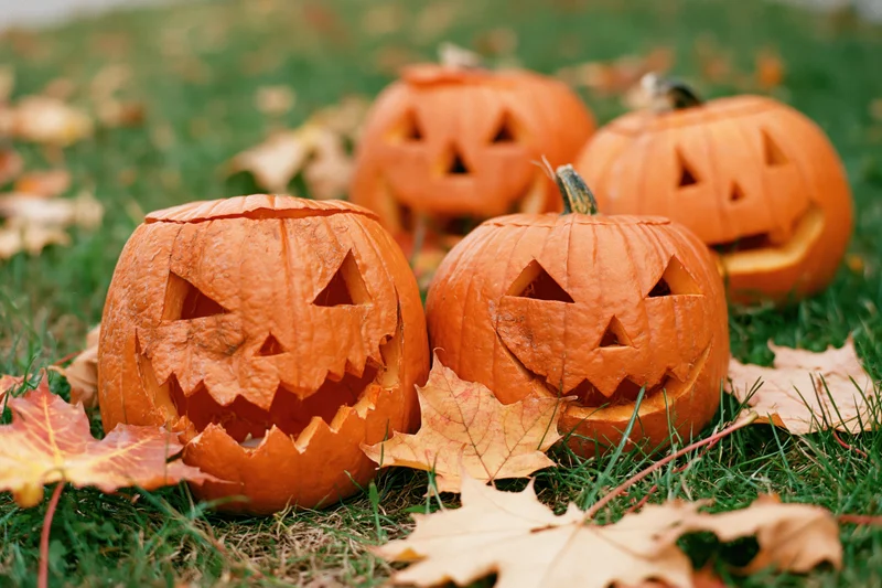 Carved pumpkins with jack-o-lantern faces on grass surrounded by autumn leaves