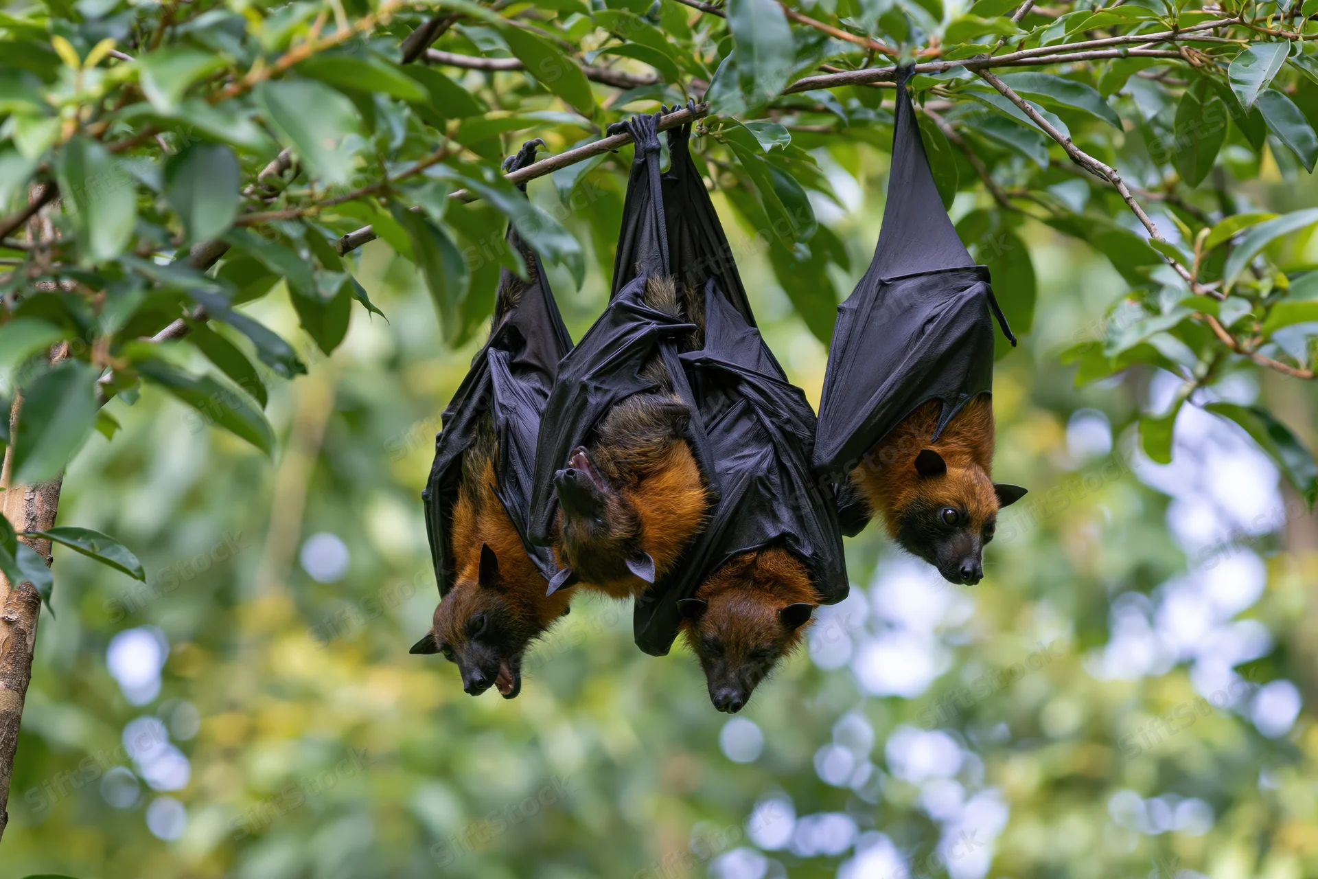Fruit bats hanging upside down from a tree branch in a lush green forest