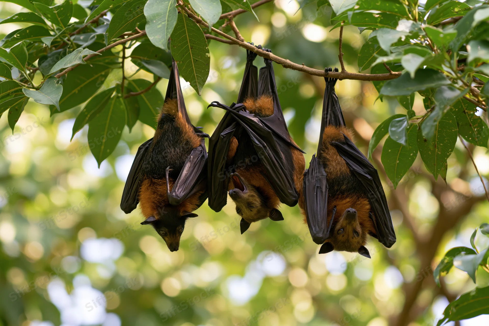 Three fruit bats hanging upside down from a tree branch in a leafy forest canopy