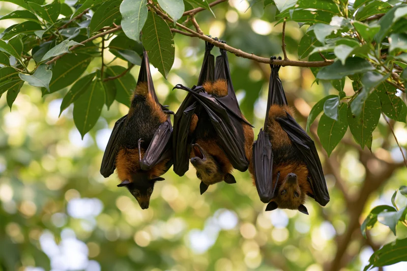 Three fruit bats hanging upside down from a tree branch in a leafy forest canopy