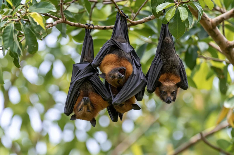 Fruit bats hanging upside down from a tree branch in a leafy forest