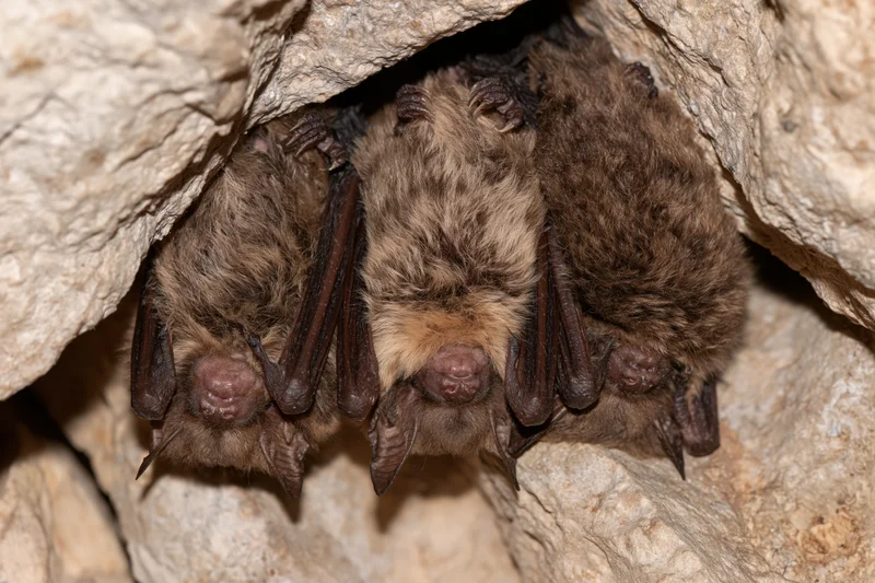 Three bats roosting upside down in a rocky cave crevice