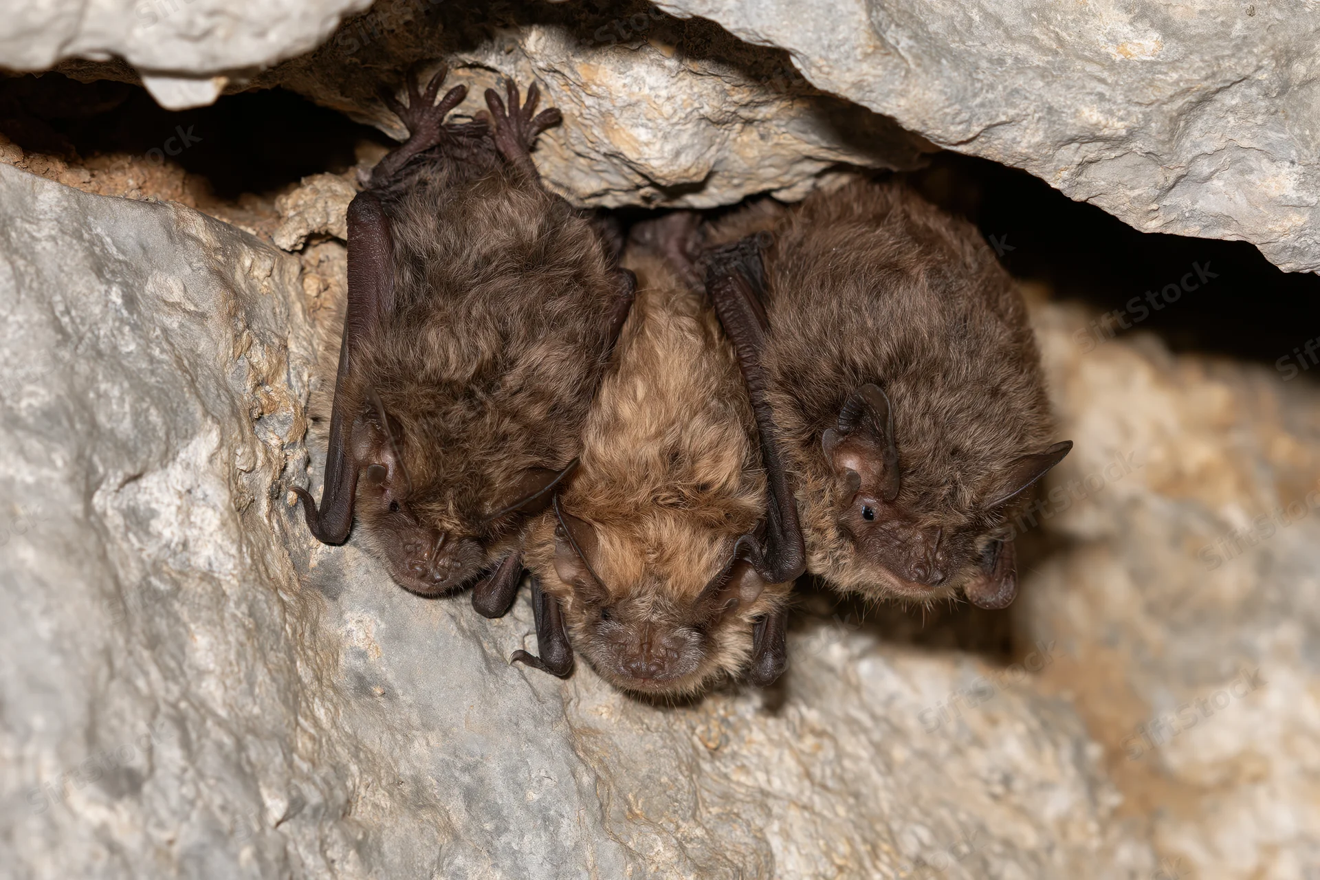 Three bats roosting upside down in a rocky cave crevice