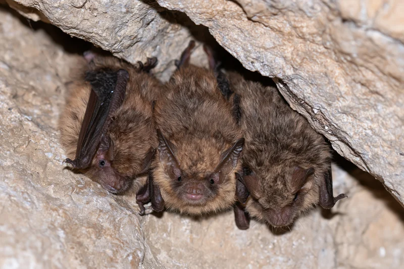 Three bats roosting upside down in a rocky cave crevice