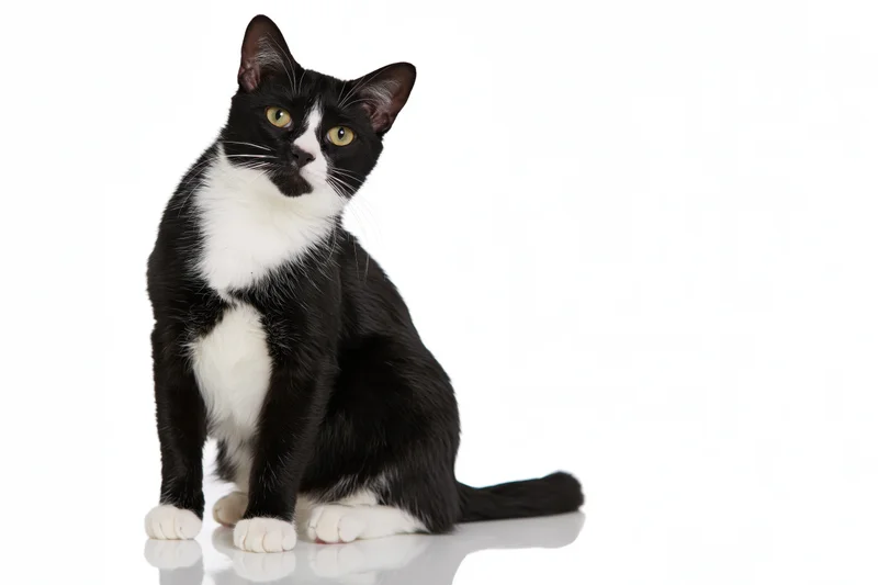 Tuxedo cat sitting upright and looking directly at camera on white background