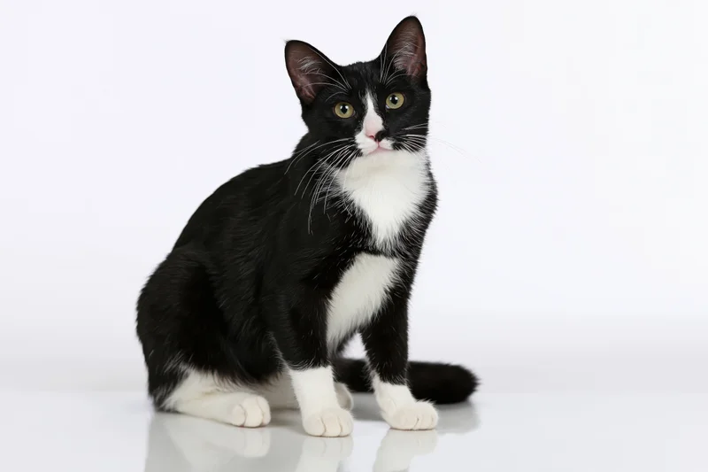 Tuxedo cat sitting upright and looking directly at camera on white background