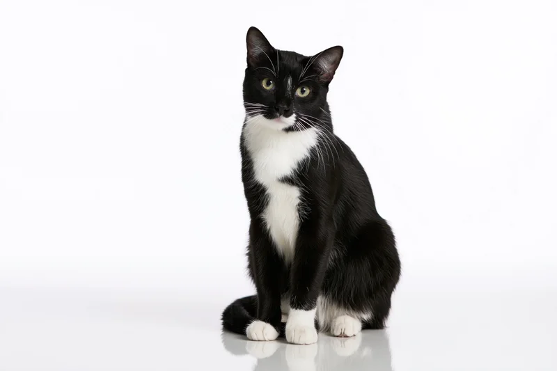 Tuxedo cat sitting upright and looking directly at camera on white background