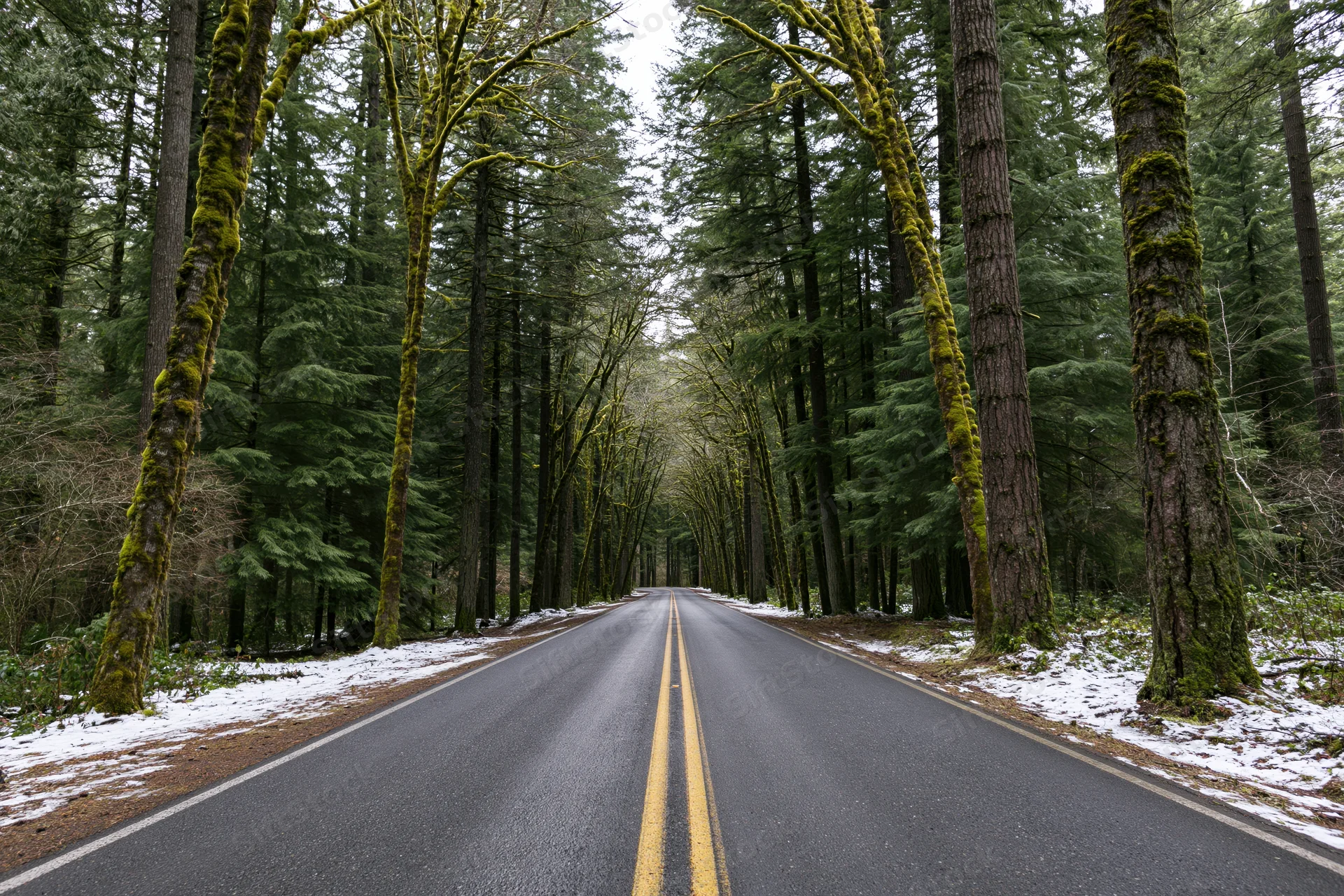 Two-lane asphalt road with double yellow center line receding through a moss-covered forest in winter