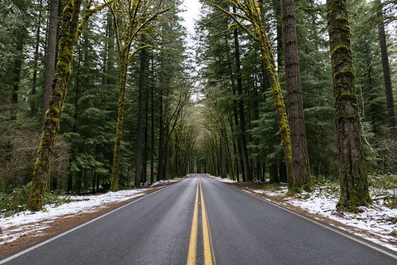 Two-lane asphalt road with double yellow center line receding through a moss-covered forest in winter
