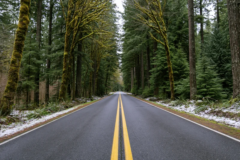 Straight asphalt road with double yellow center line receding through mossy evergreen forest in winter