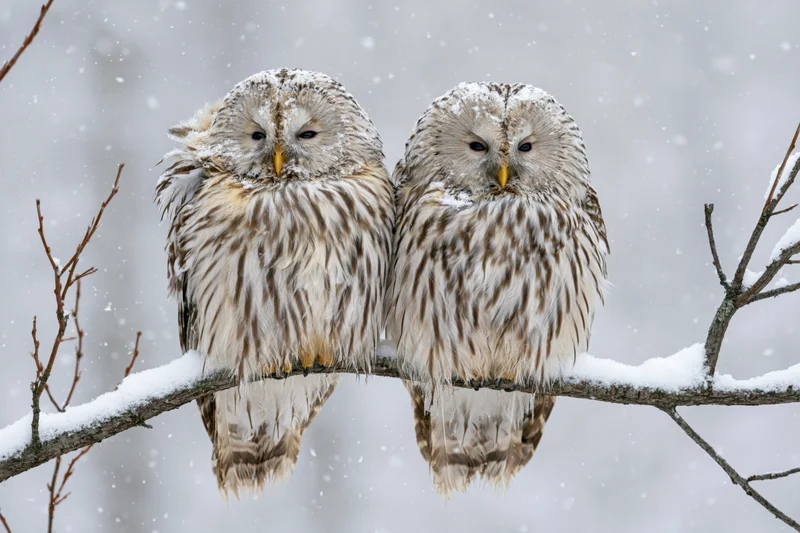 Two ural owls perched side by side on a snow-covered branch in a winter forest