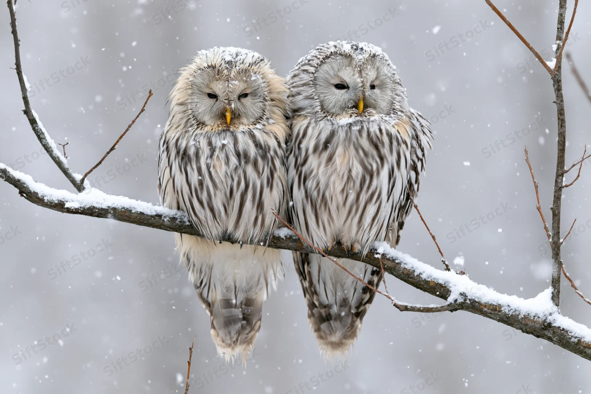 Two ural owls perched side by side on a snow-covered branch in a winter forest