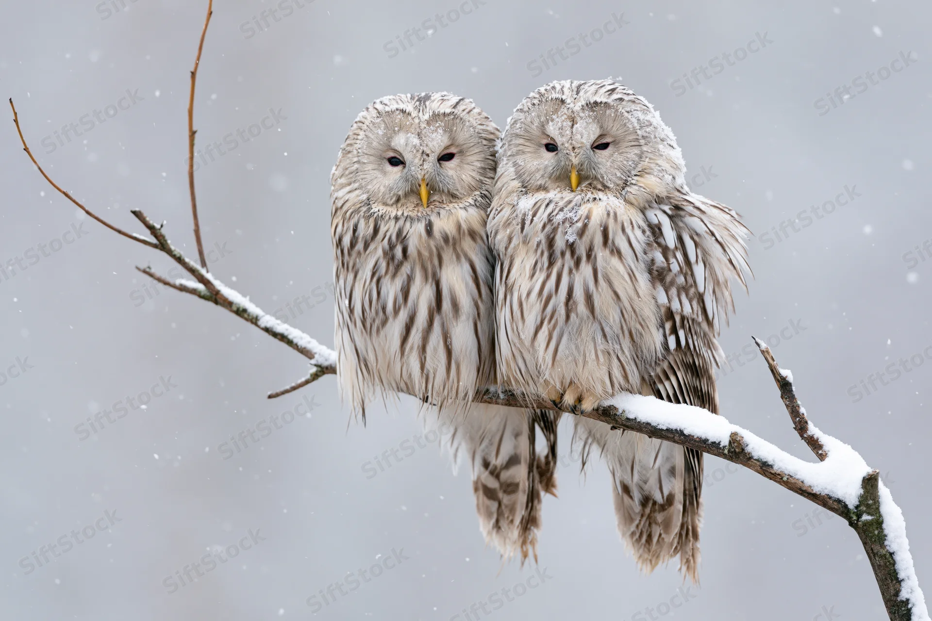 Two ural owls perched side by side on a snow-covered branch in winter