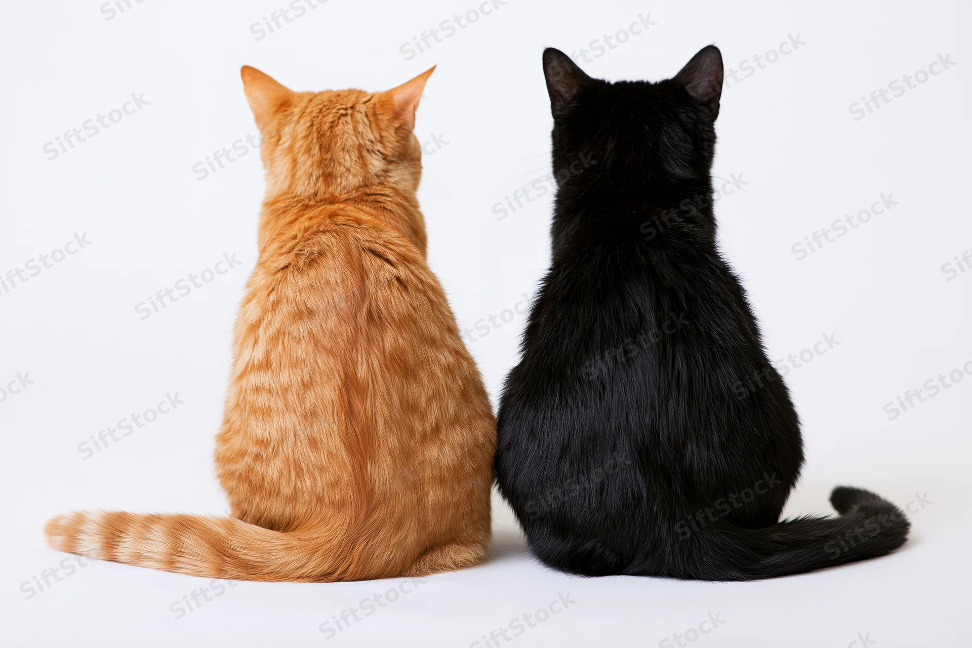 Two cats sitting side by side facing away from camera on white background