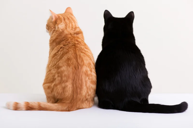 Two cats sitting side by side facing away from camera on white background