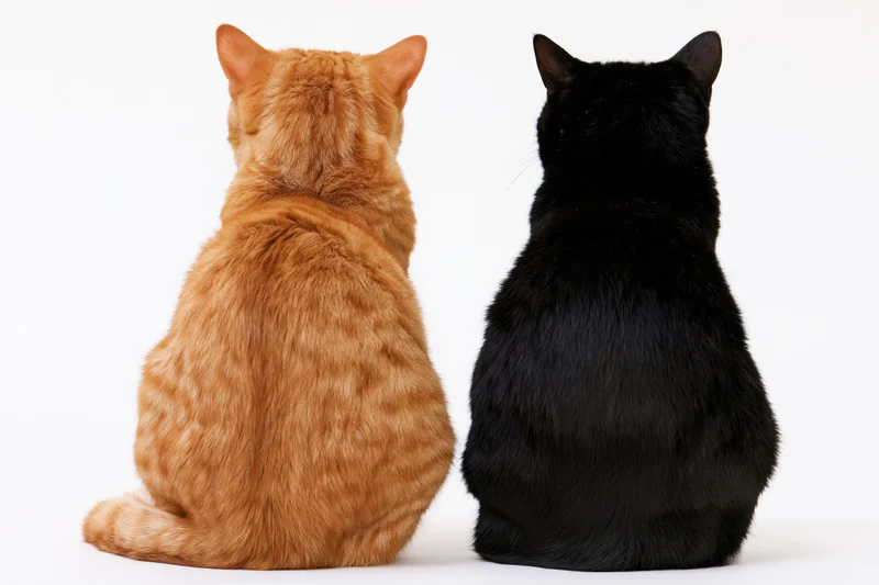 Two cats sitting side by side facing away from camera on white background