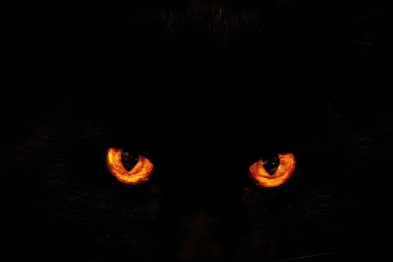 Glowing orange eyes of a black cat in complete darkness