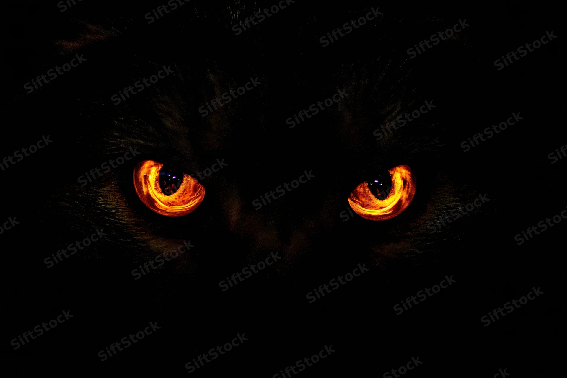 Cat eyes glowing in total darkness