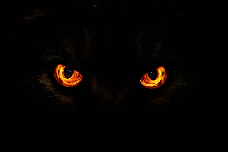 Cat eyes glowing in total darkness
