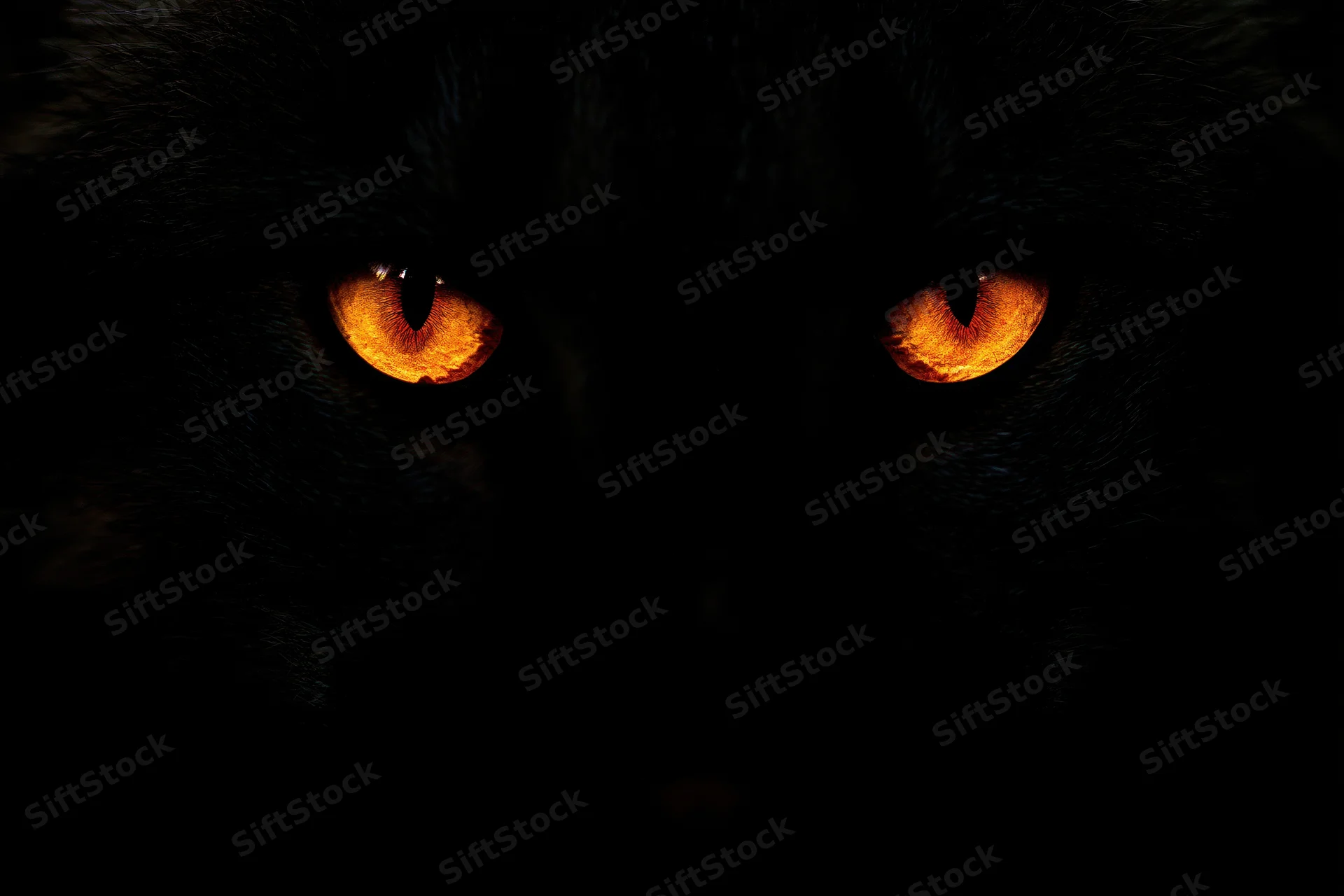 Glowing orange eyes of a black cat in total darkness