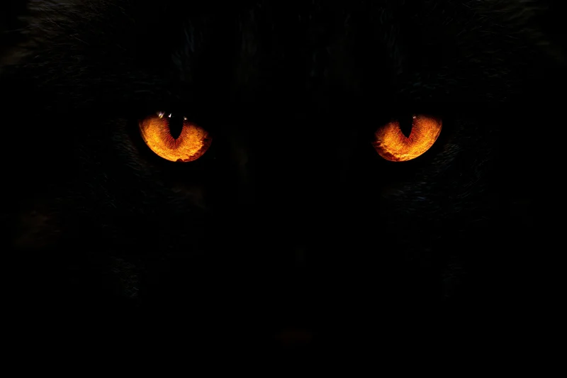 Glowing orange eyes of a black cat in total darkness