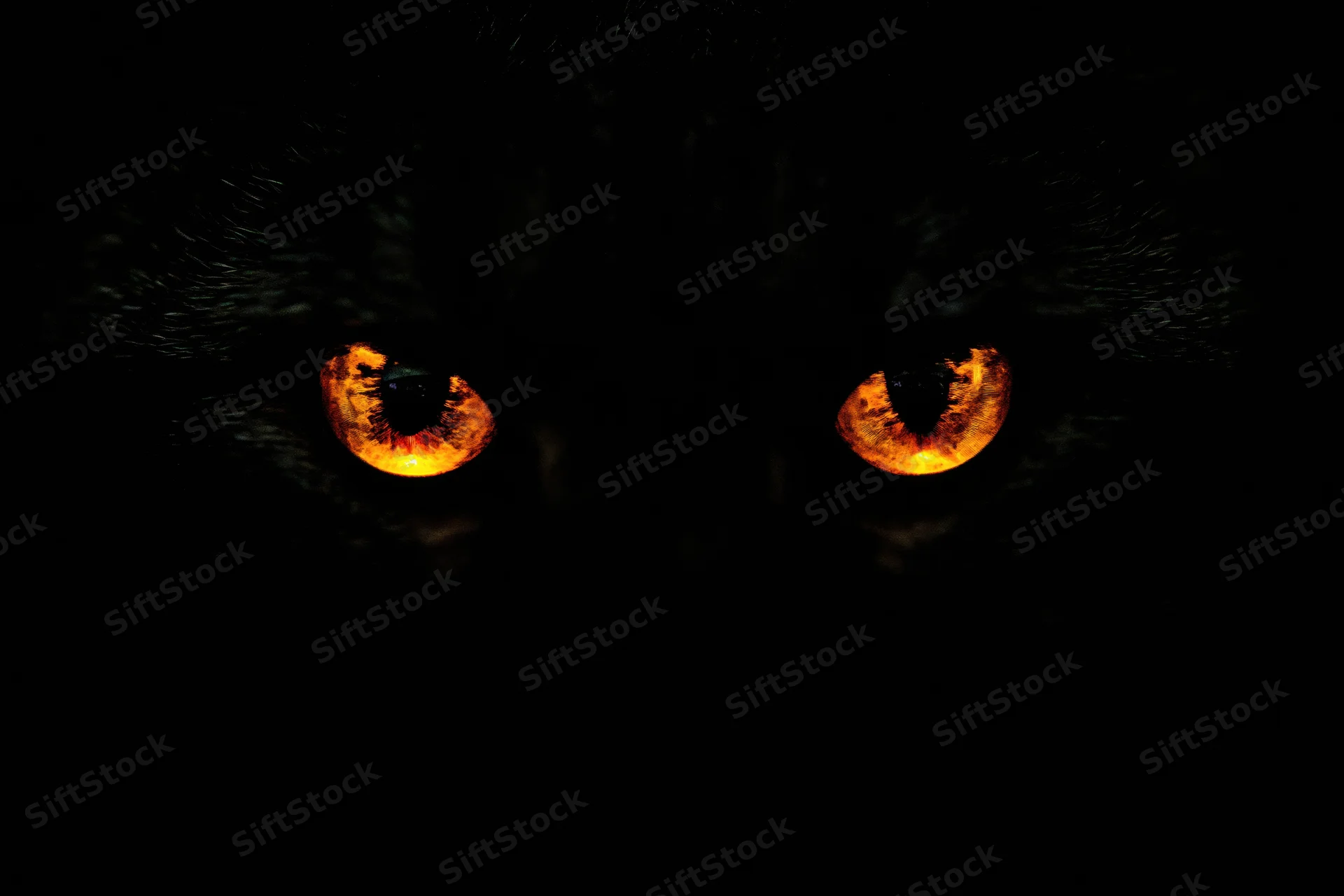 Glowing orange eyes of a cat in total darkness