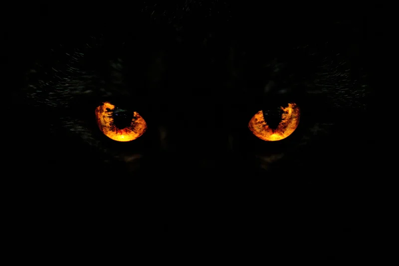 Glowing orange eyes of a cat in total darkness