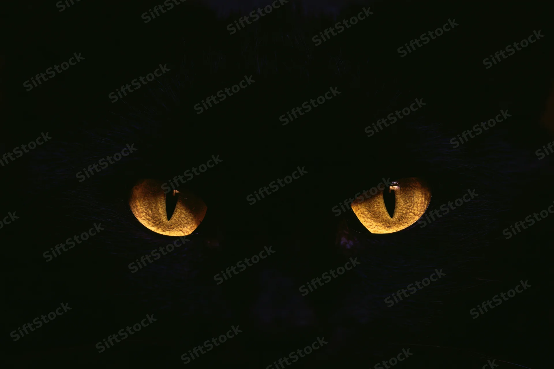 Glowing yellow eyes of a black cat in complete darkness, close-up view