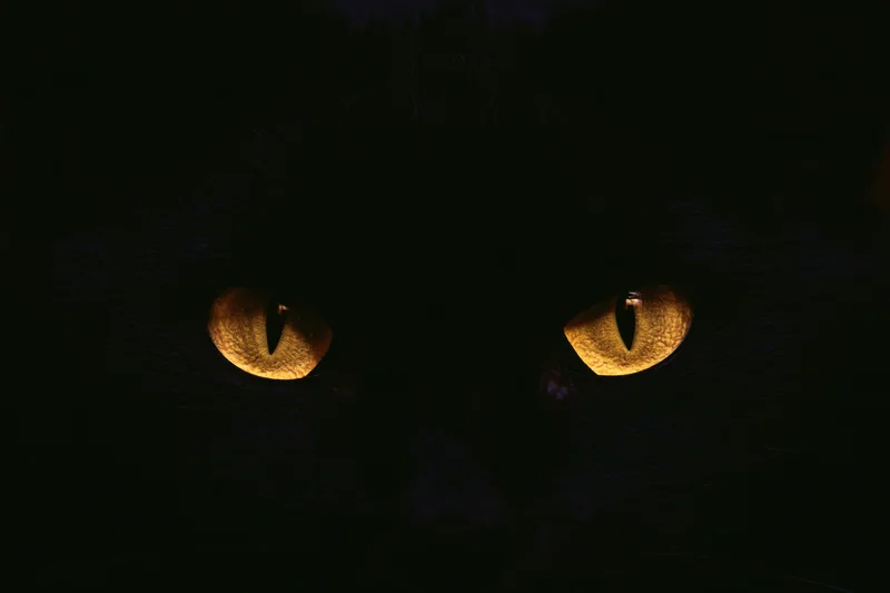 Glowing yellow eyes of a black cat in complete darkness, close-up view