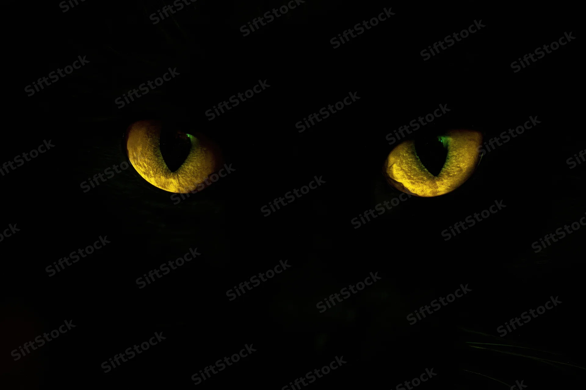 Glowing yellow eyes of a black cat in complete darkness