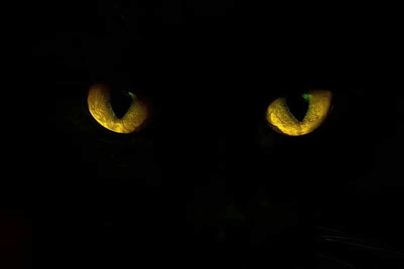 Glowing yellow eyes of a black cat in complete darkness