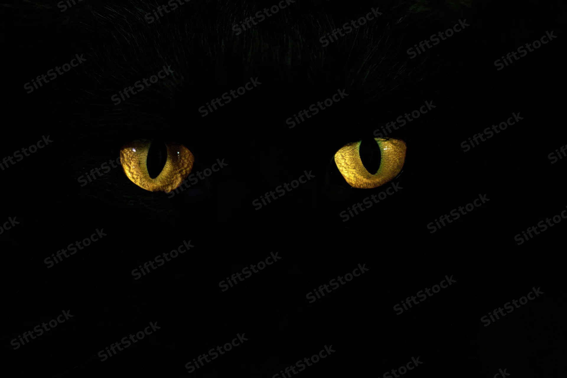 Glowing yellow eyes of a black cat in complete darkness, close-up view