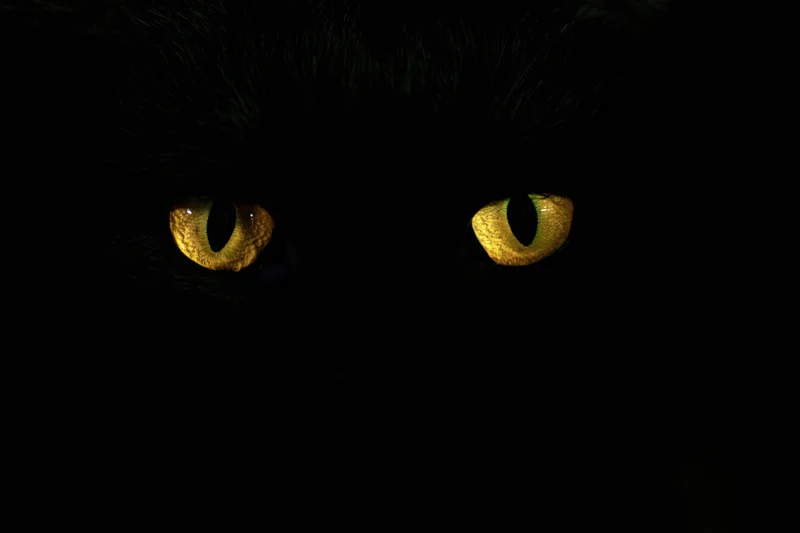 Glowing yellow eyes of a black cat in complete darkness, close-up view