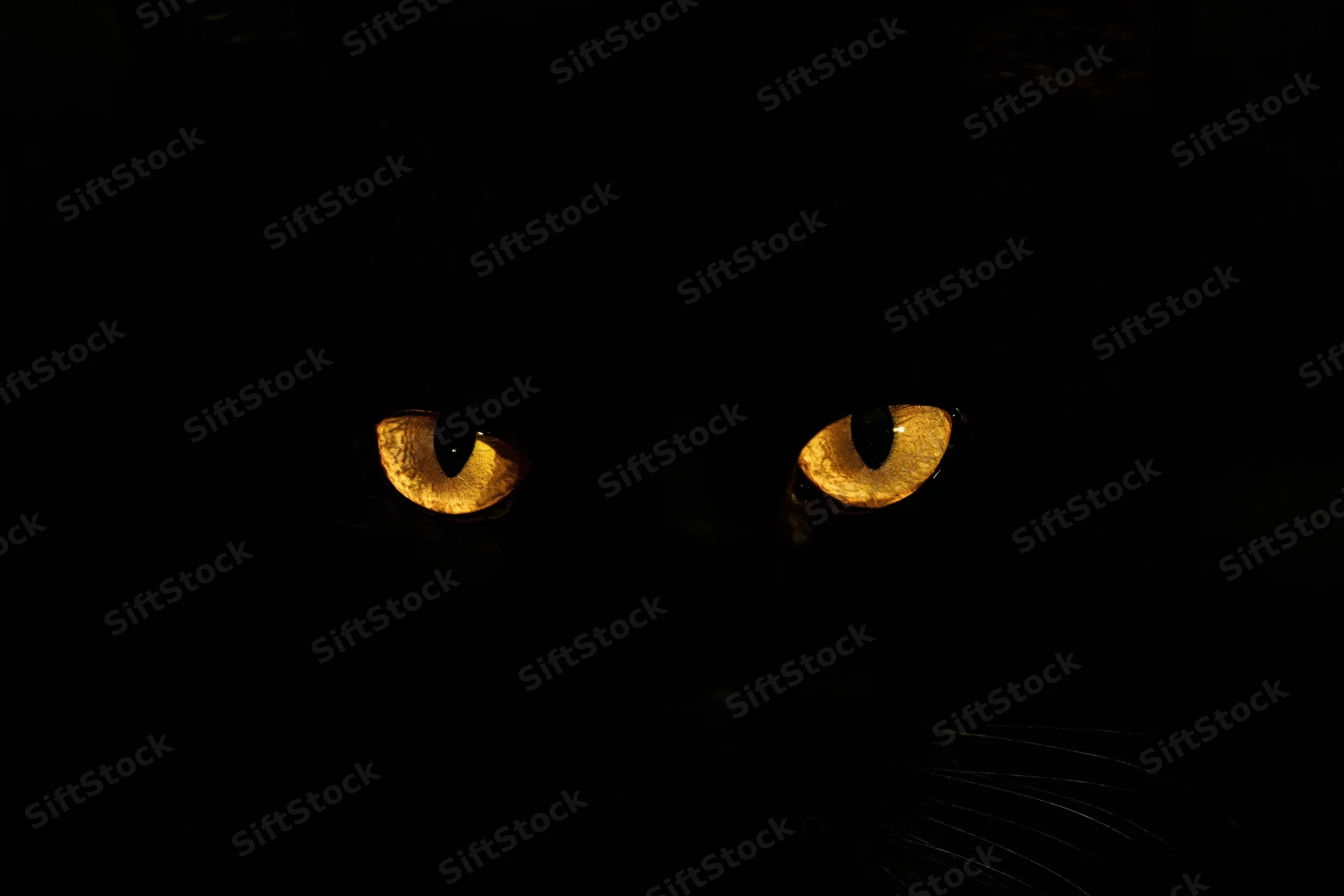 Glowing golden eyes of a black cat in complete darkness