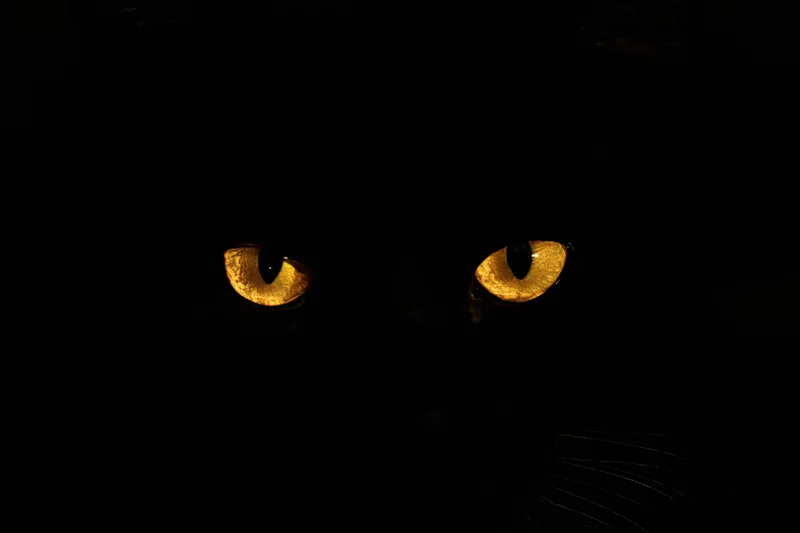 Glowing golden eyes of a black cat in complete darkness