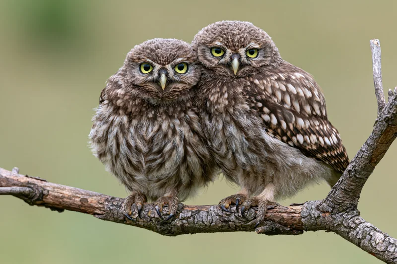 Two juvenile little owls perched side by side on a bare branch