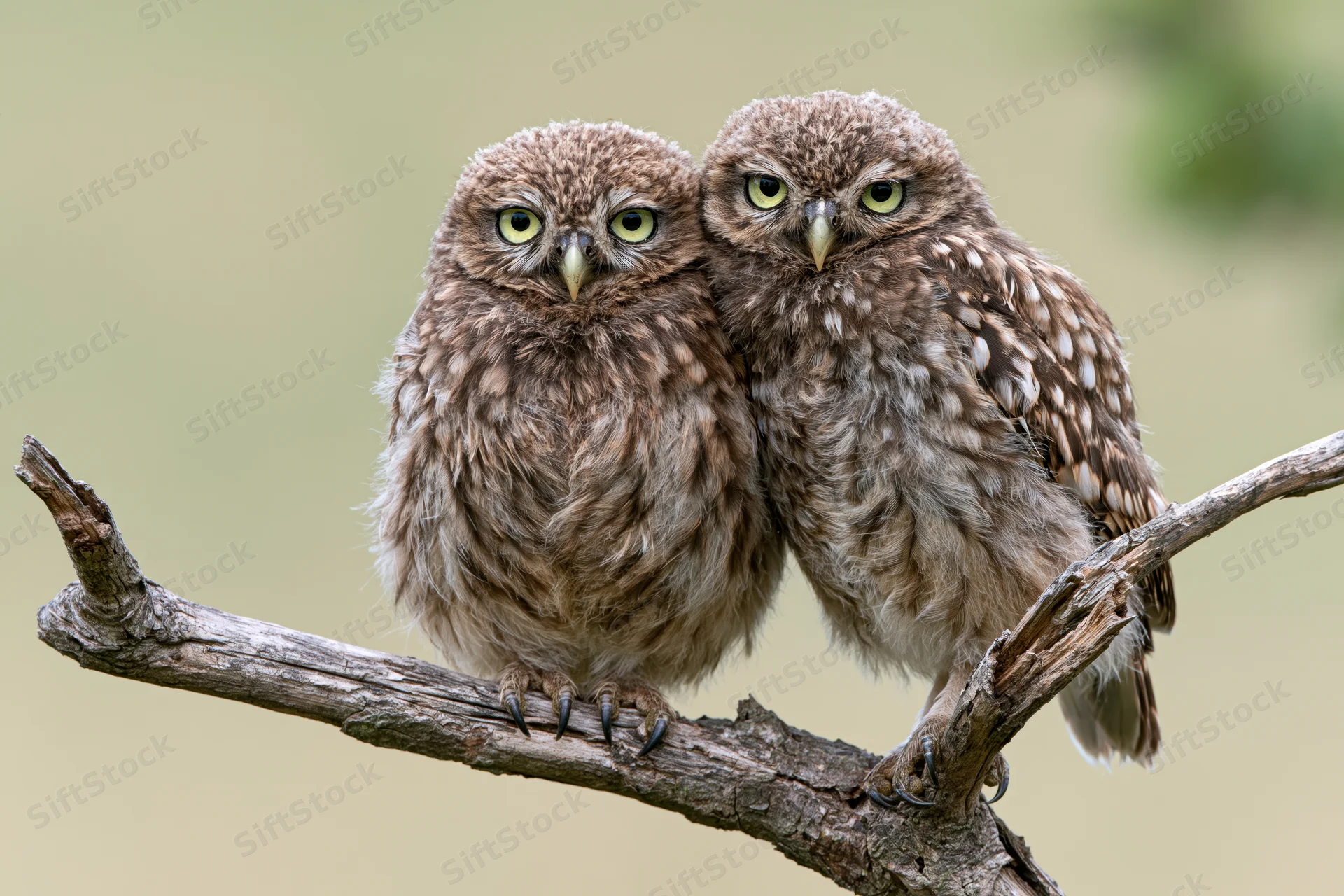 Two juvenile little owls perched side by side on a bare branch in a natural outdoor setting