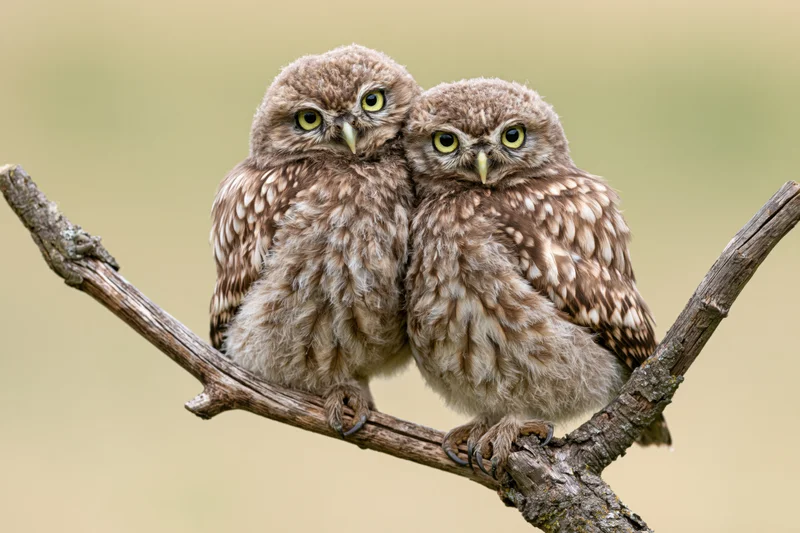 Two juvenile little owls perched side by side on a bare branch