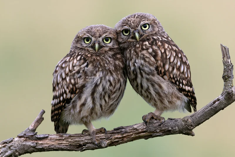 Two juvenile little owls perched side by side on a bare branch