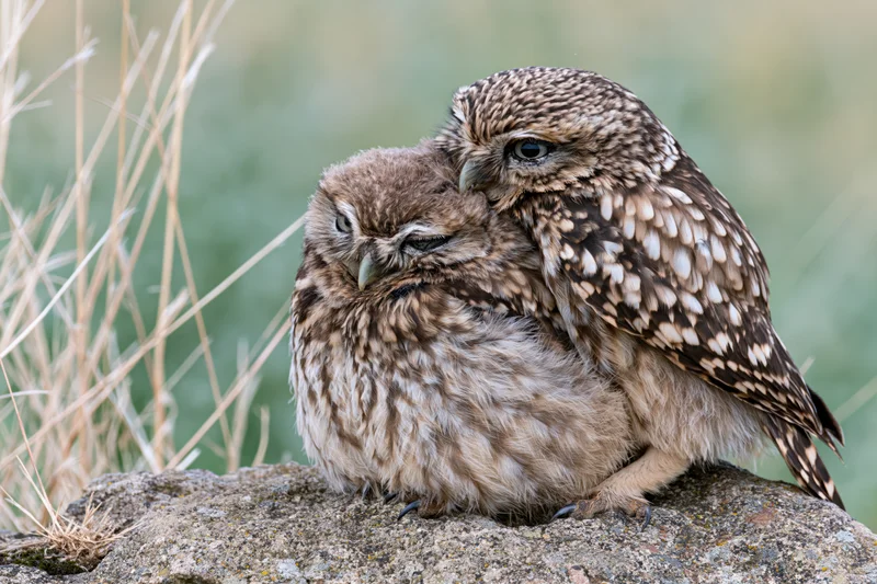 Two burrowing owls nuzzling on a rough sandstone rock in a grassy field
