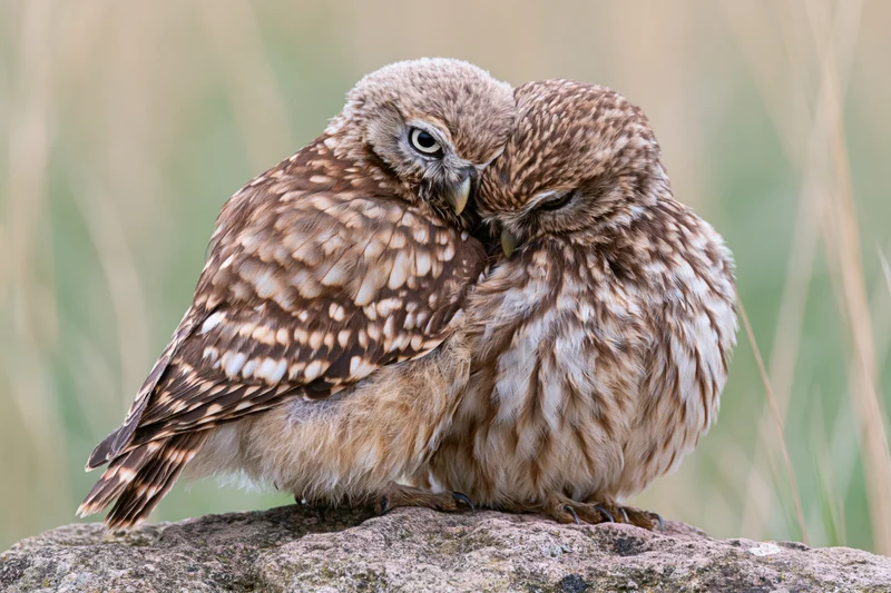 Two owls nuzzling closely on a rough rock in a grassy field