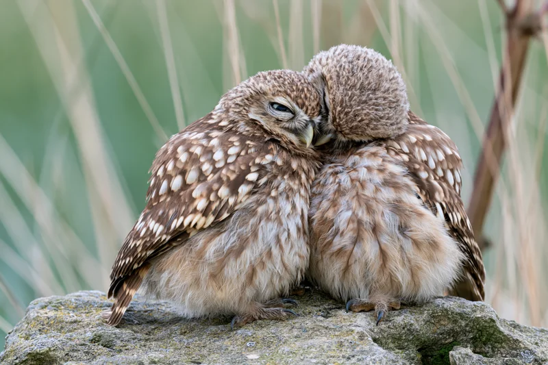 Two young owls nuzzling each other while perched on a rough sandstone rock outdoors